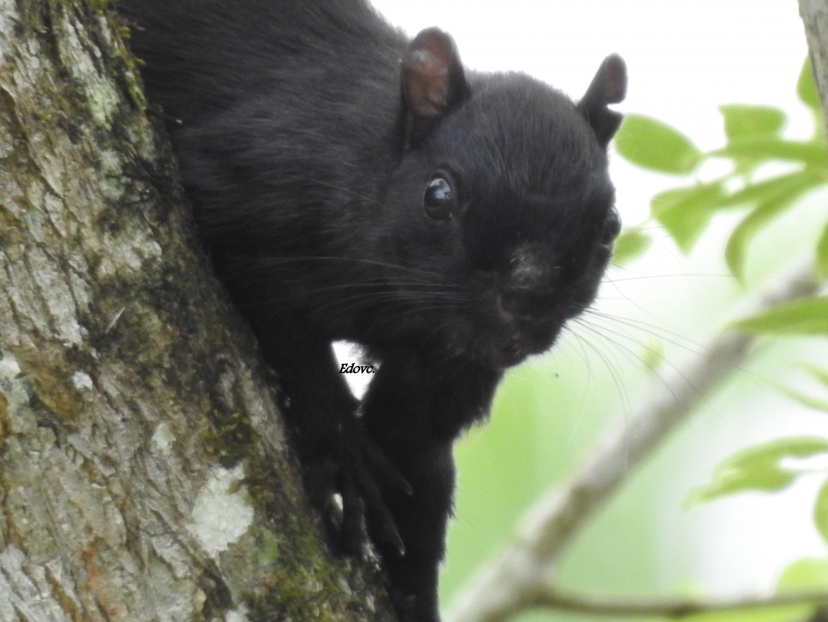 Беляк меланист