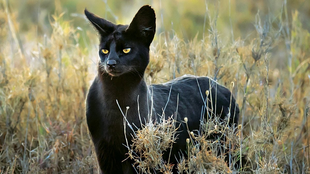 Чёрный сервал меланист