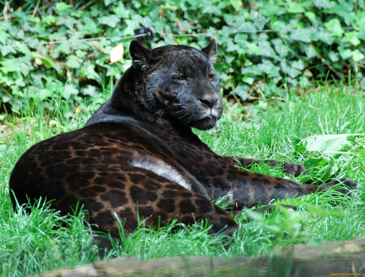 Гепард меланист