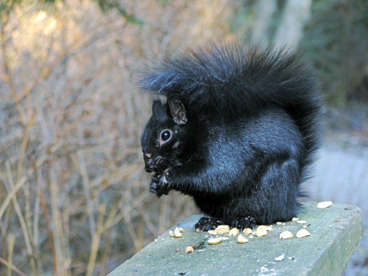 Лев меланист