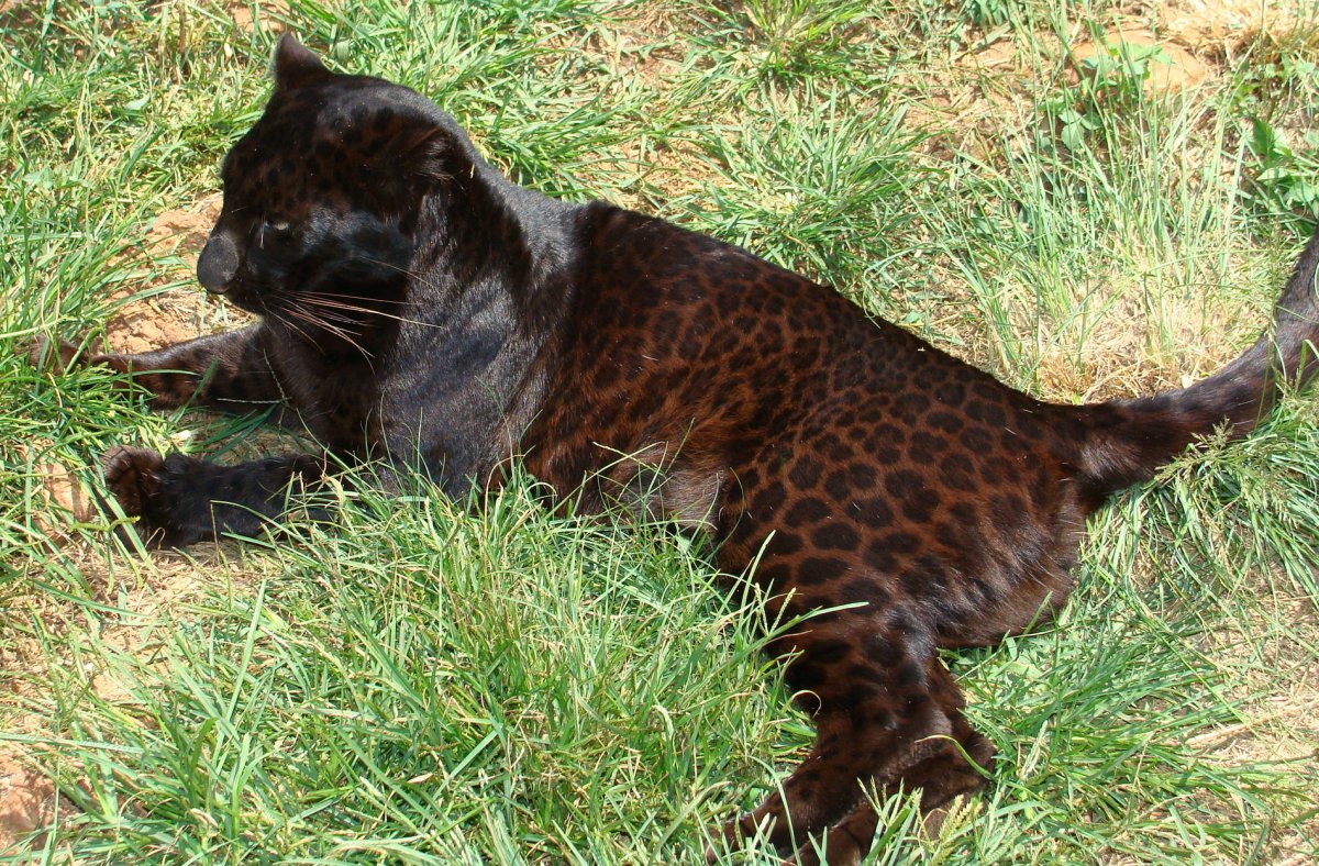 Белка чернобурка