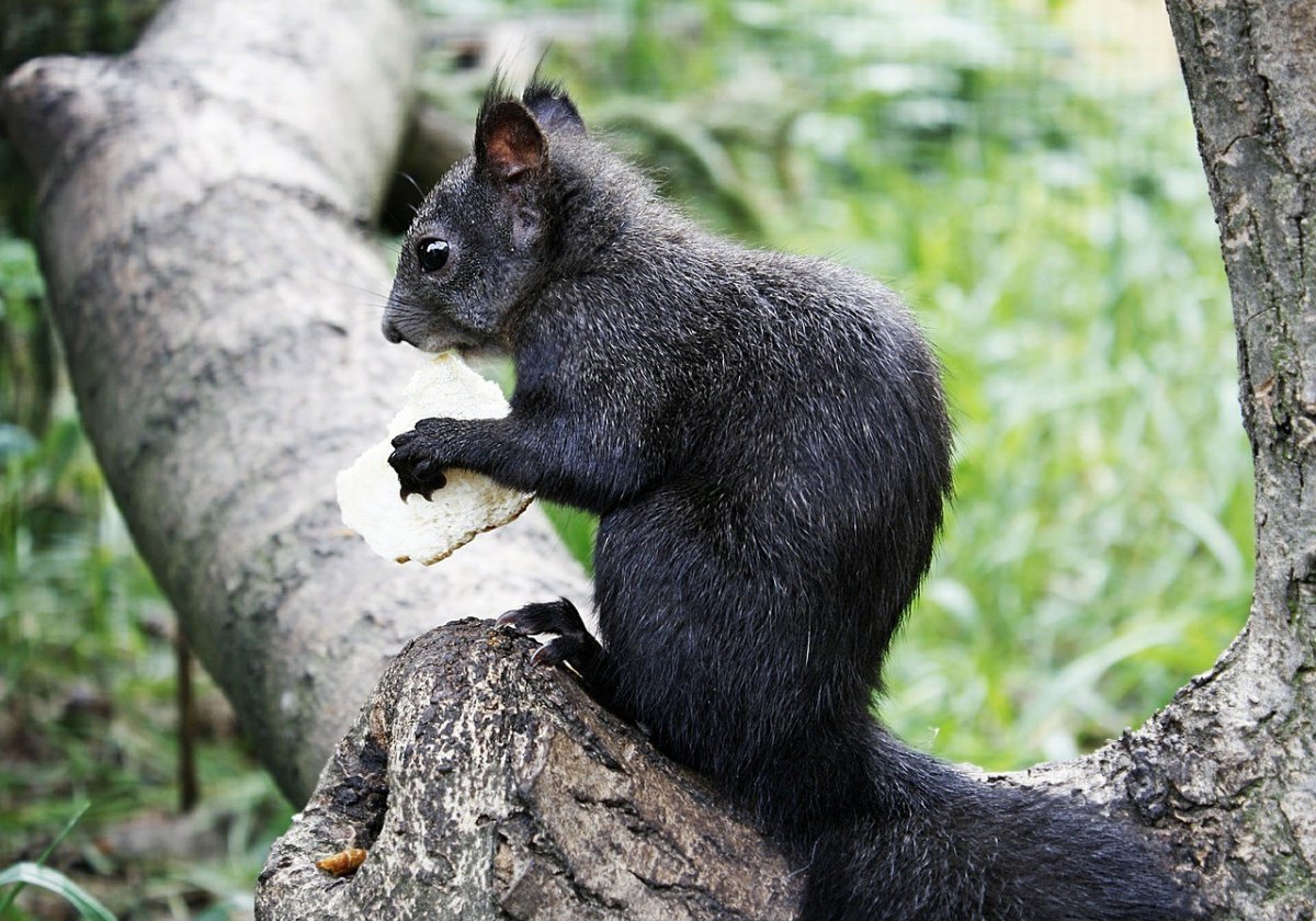 Гепард леопард Ягуар Пума пантера