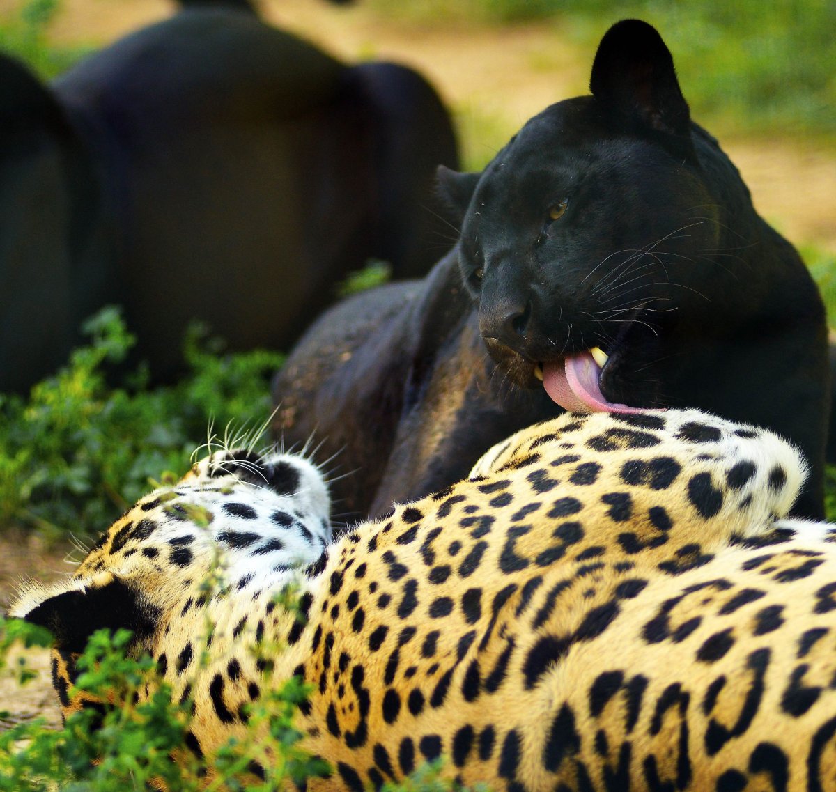 Меланизм енот