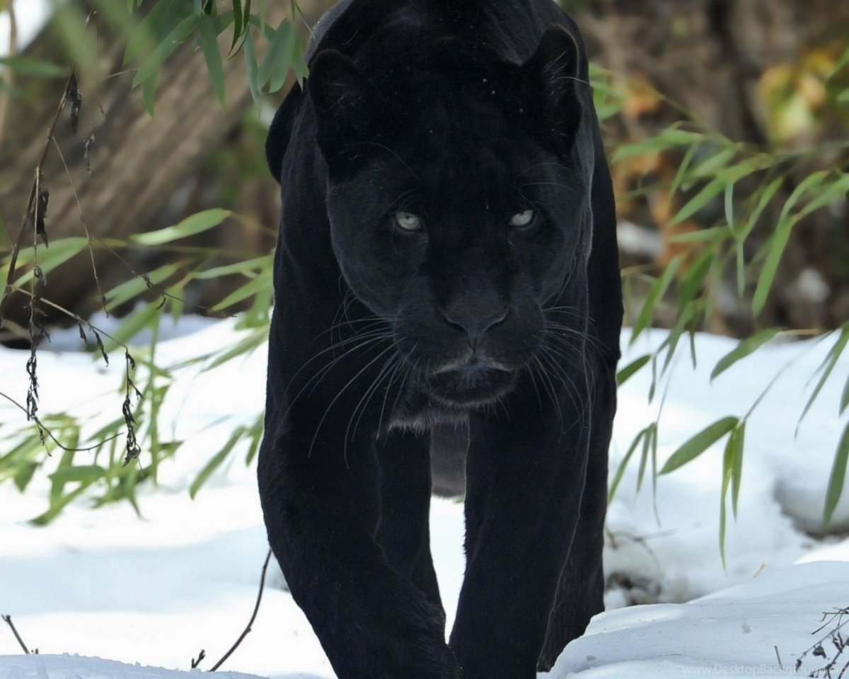 Черный Ягуар животное