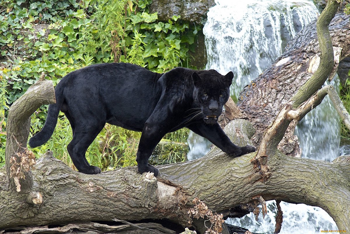 Леопард меланист