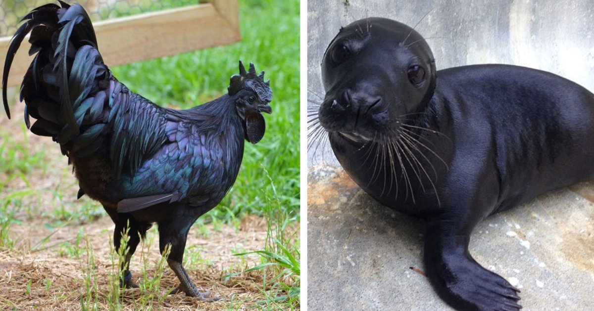 Пантера йагуар