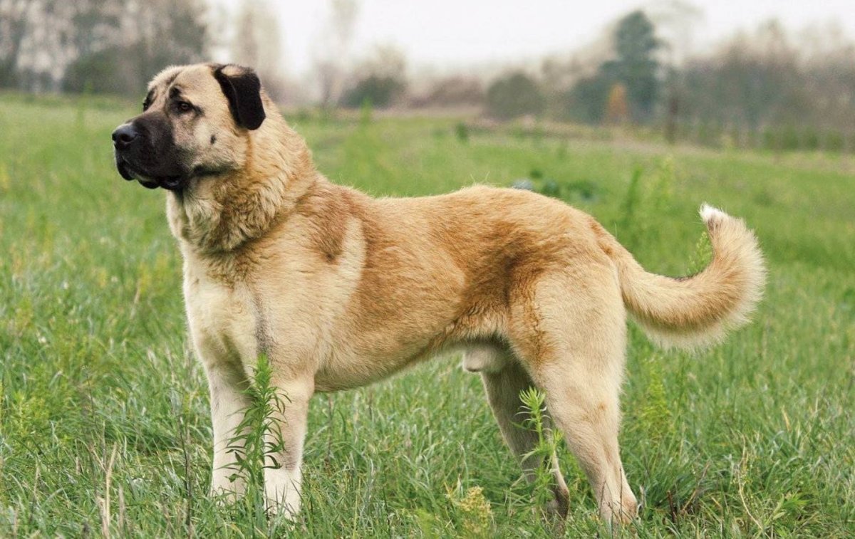 Анатолийская овчарка турецкий кангал