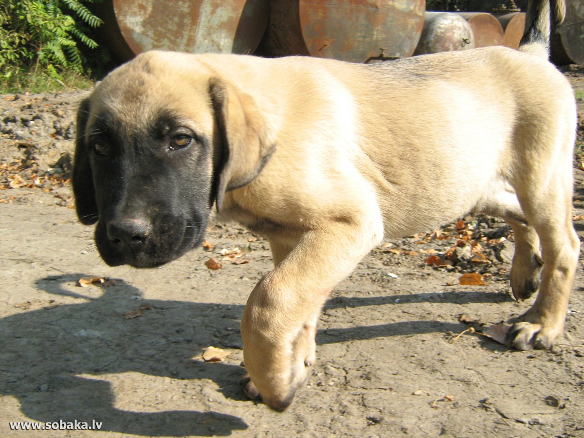 Турецкий кангал стандарт ушей