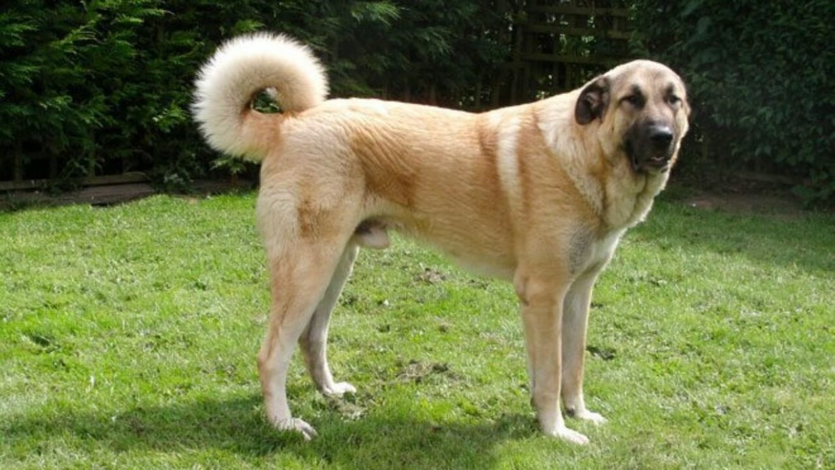 Кангал порода собак