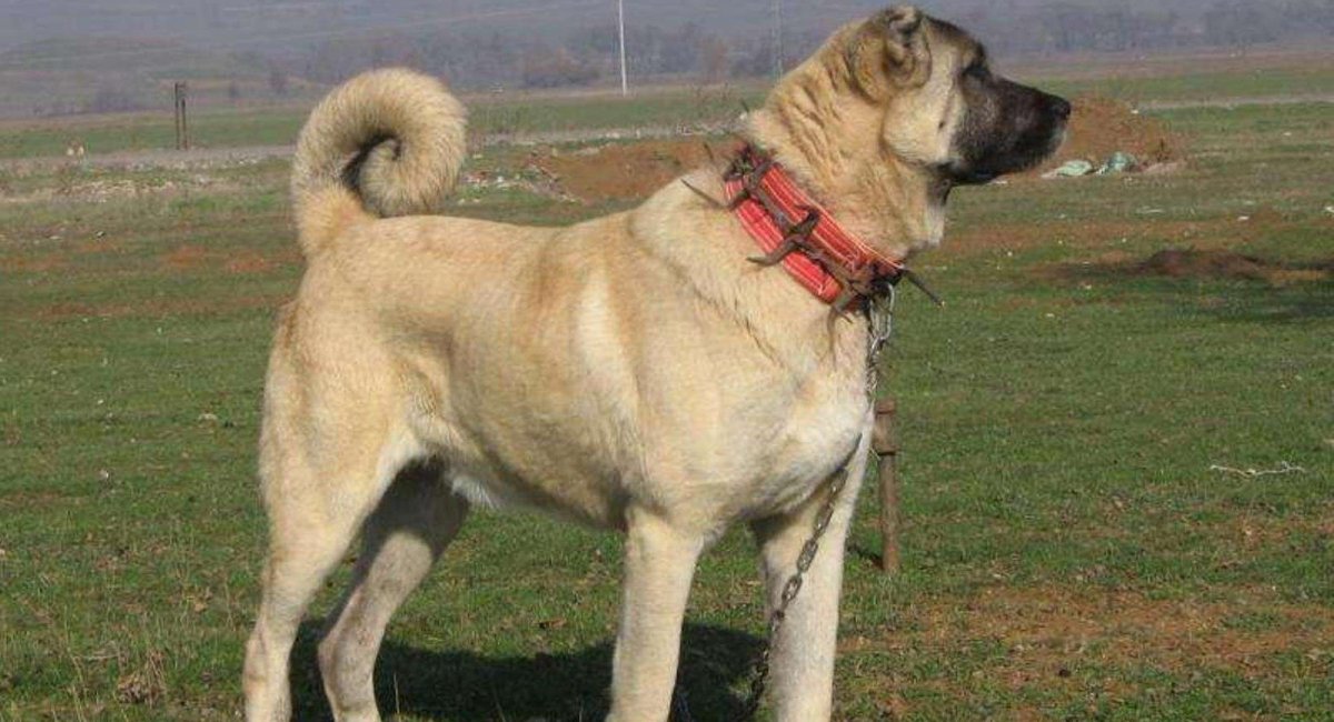 Метис кангала