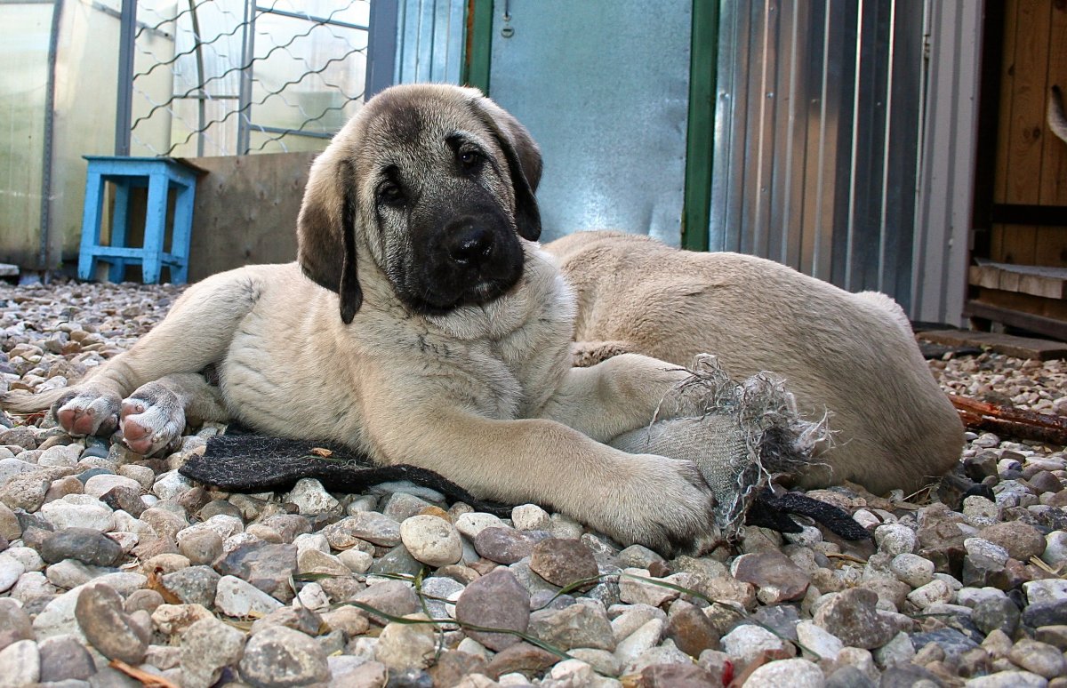 Турецкий кангал
