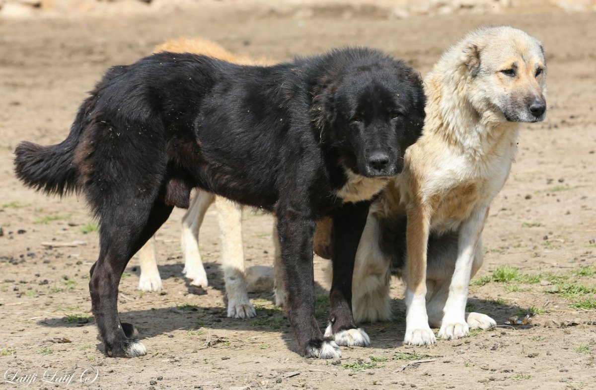 Волкодав овчарка