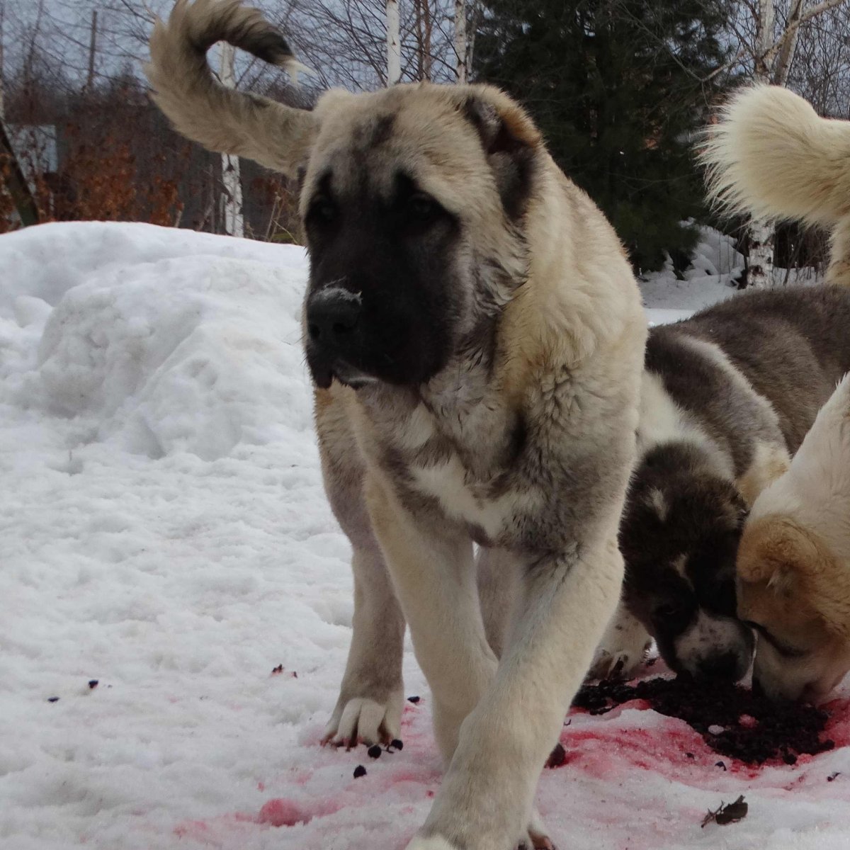 Волкодав кавказский алабай