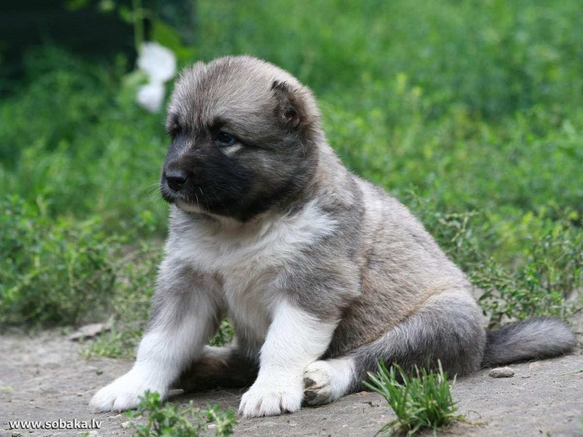 Щенки породы Кавказская овчарка