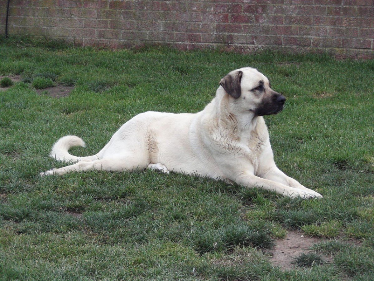 Анатолийская овчарка кангал