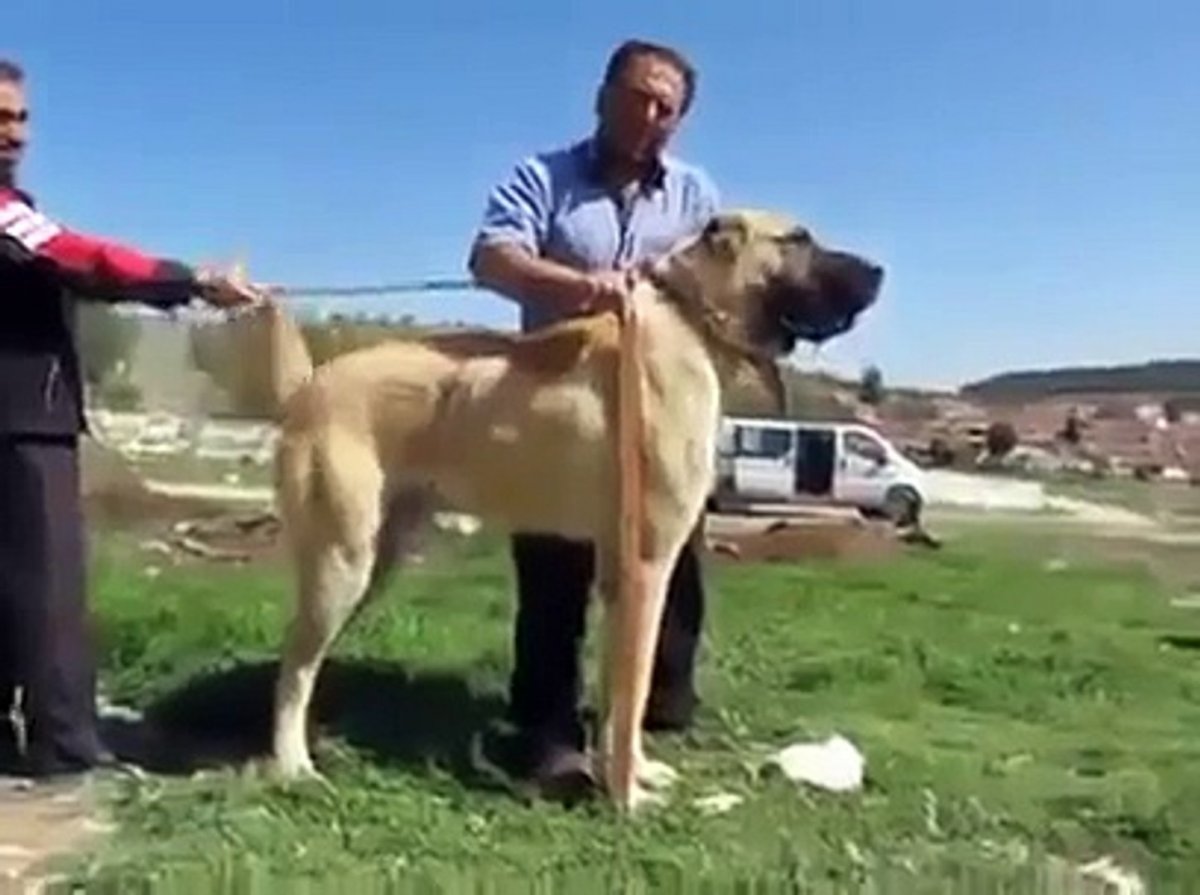 Калган турецкий волкодав