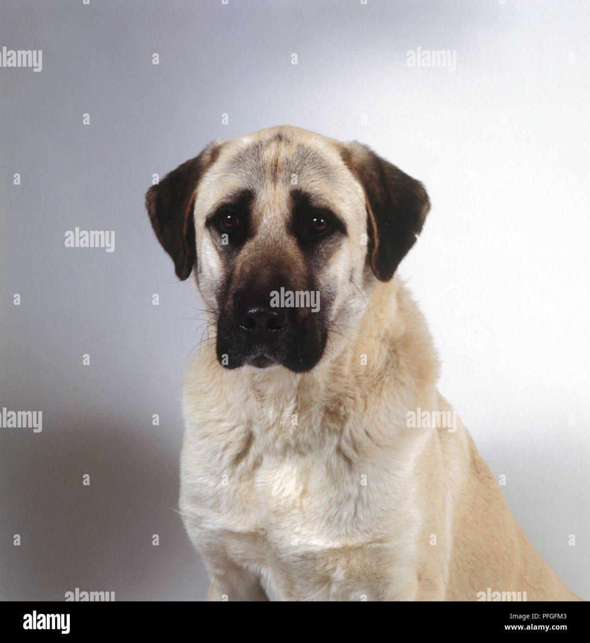 Анатолийская овчарка