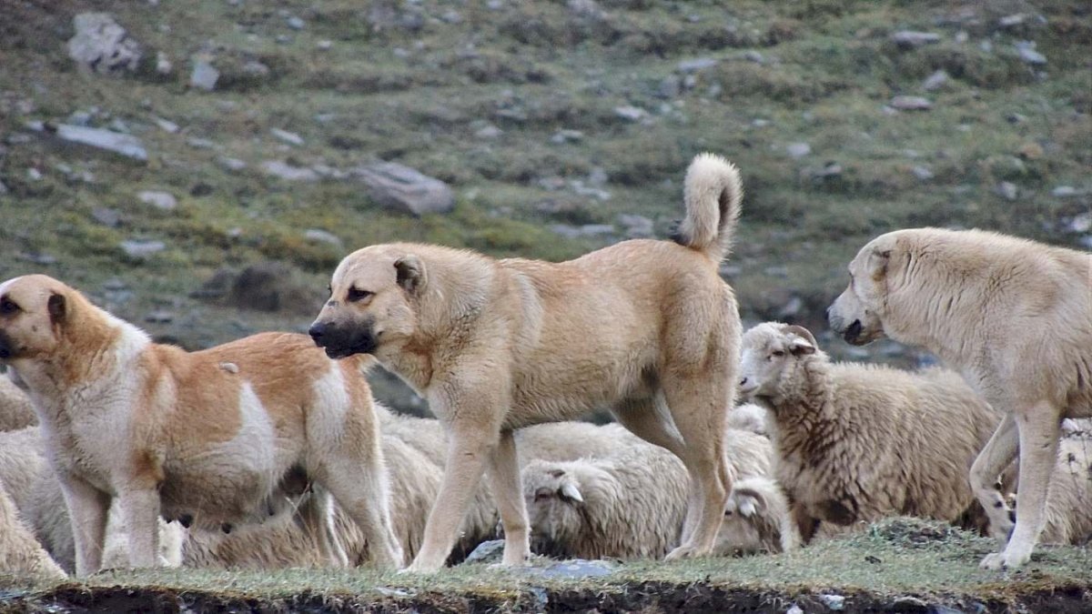 Грузинская Аборигенная овчарка