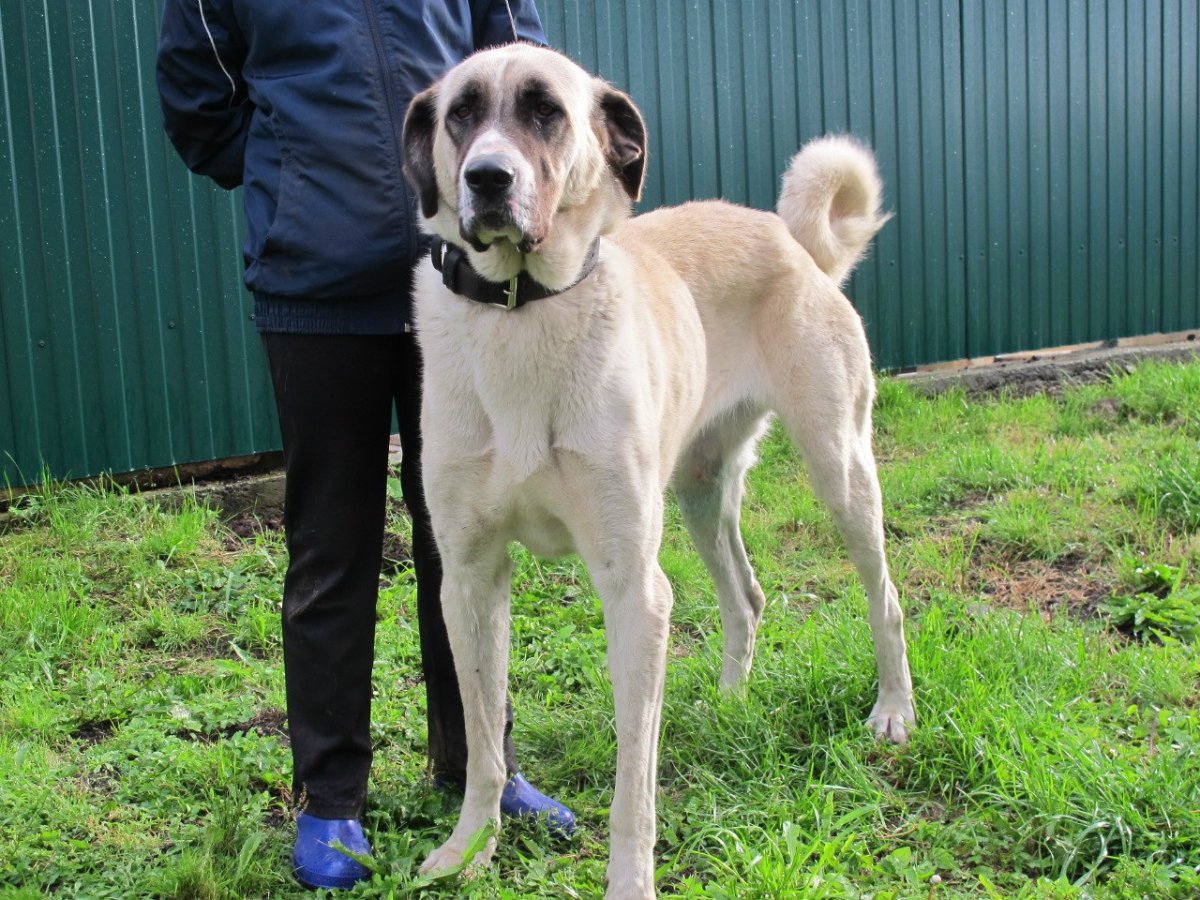 Турецкий волкодав кангал