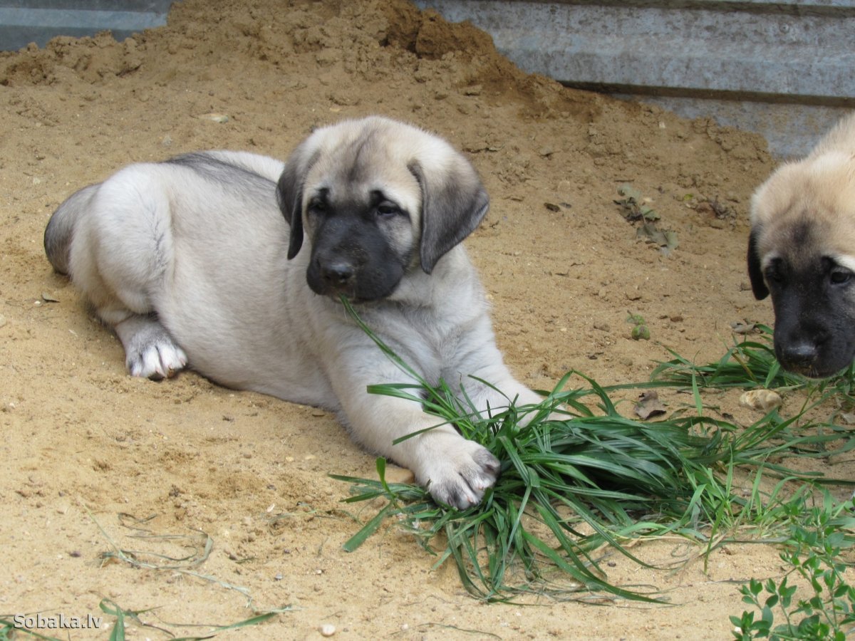 Анатолийский Карабаш собака