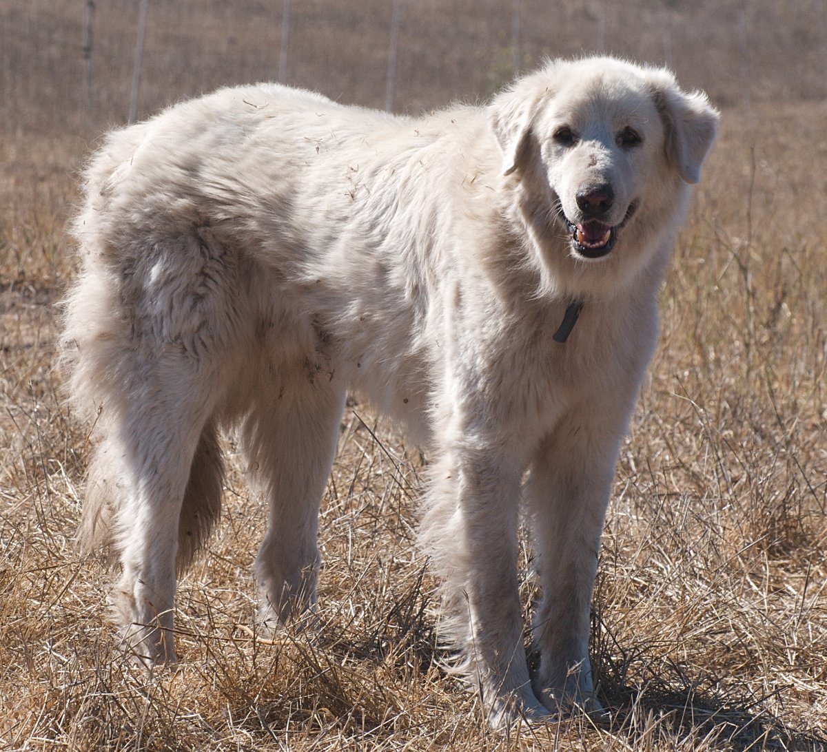 Породу турецкий Акбаш