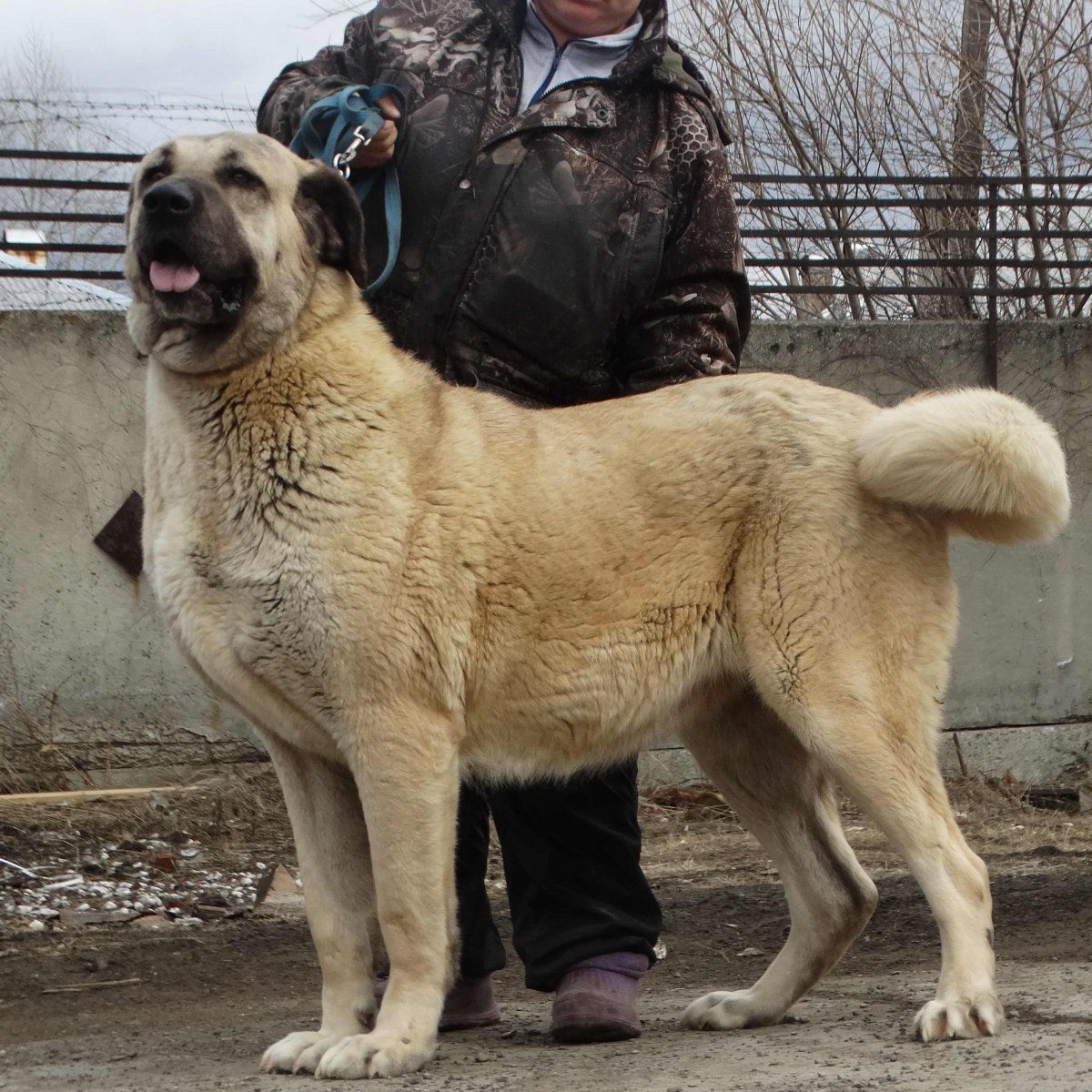 Турецкий кангал