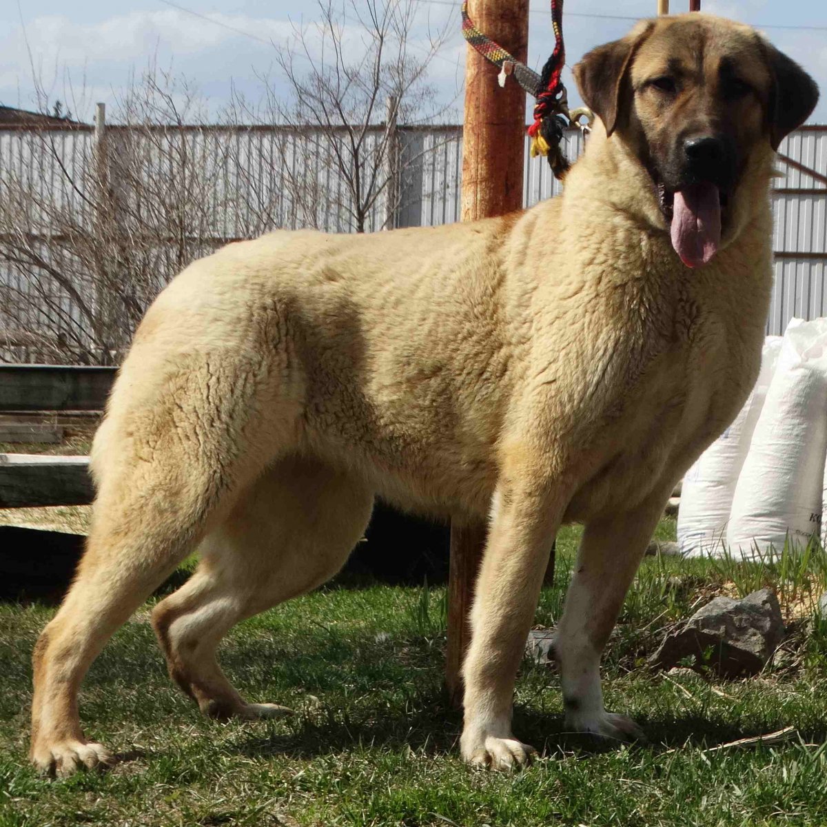 Турецкий кангал 7 месяца