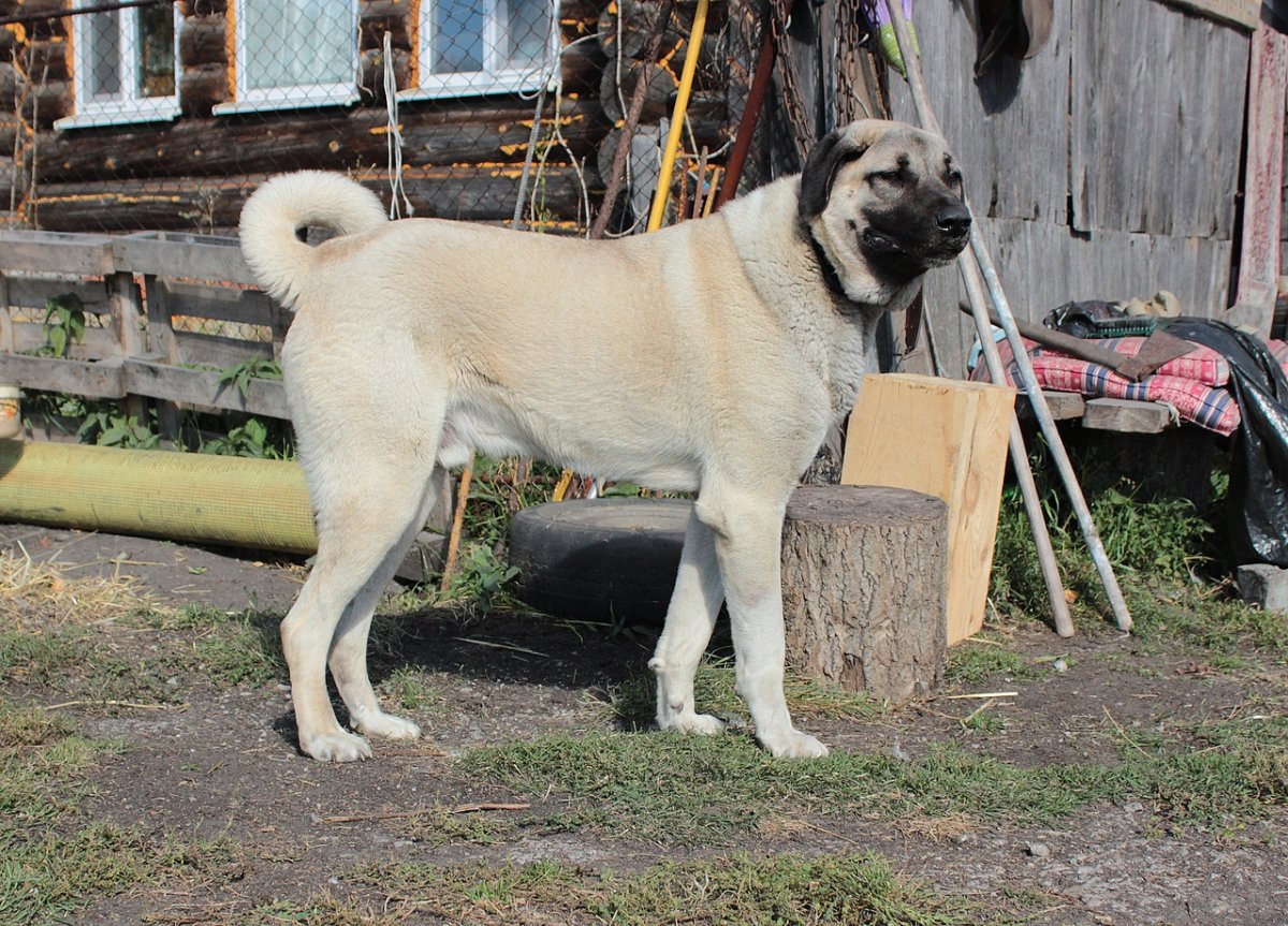 Зангезур турецкий кангал