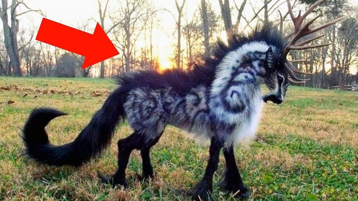 Необычные хвосты животных