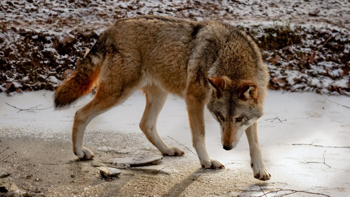Волчий хвост