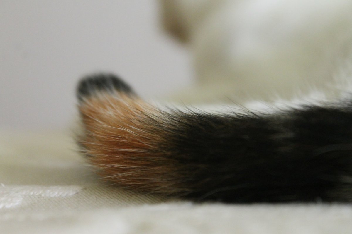 Хвост собаки