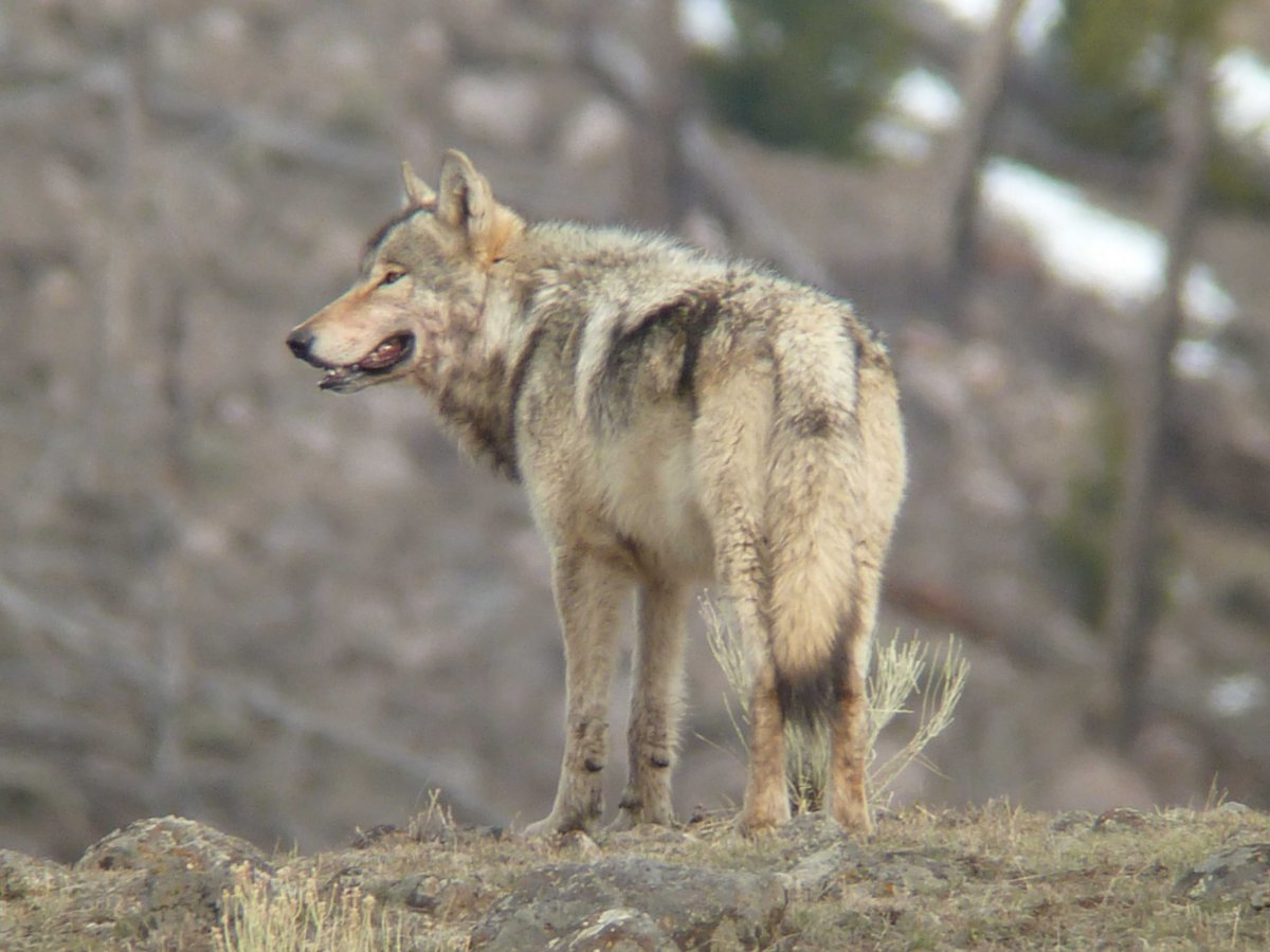 Песец меланист