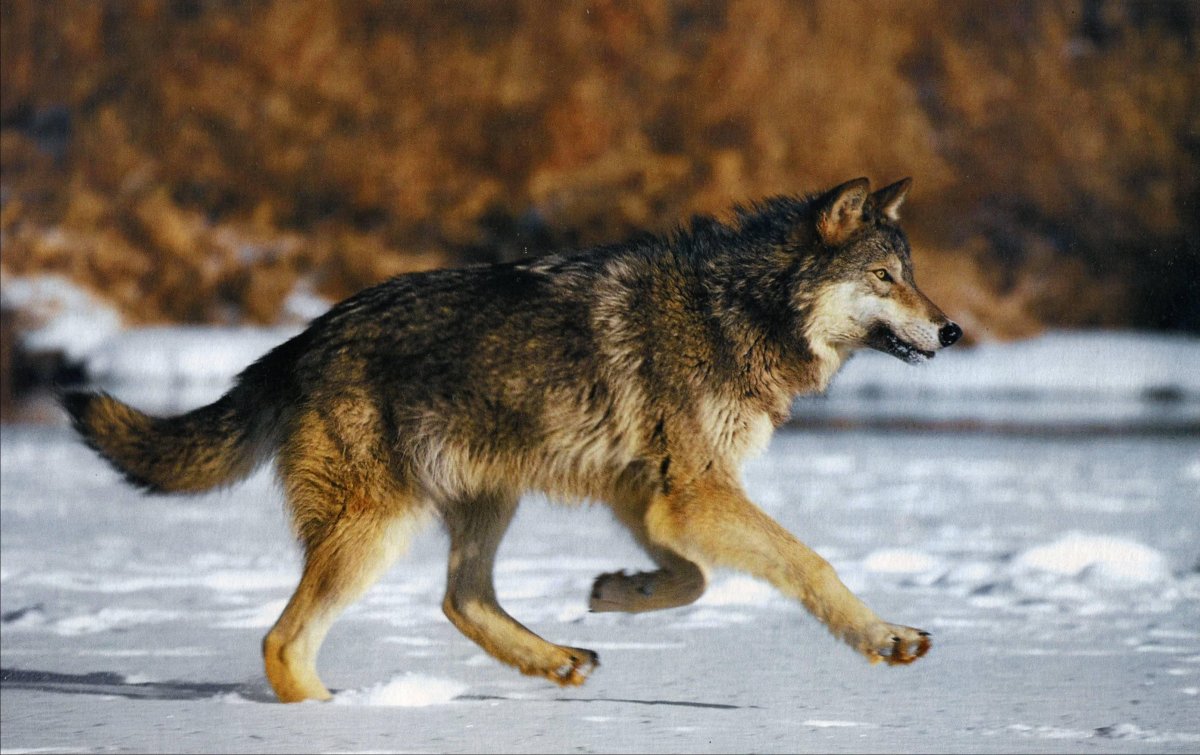 Китсуне Фамильяр