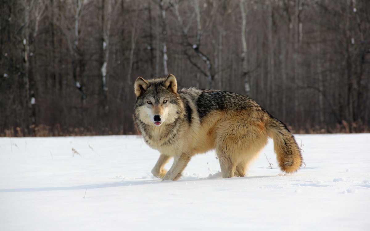 Хвост на прозрачном фоне