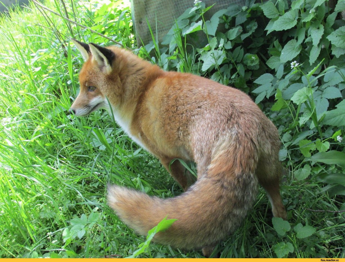 На сколько носке мех лисы грей Фокс