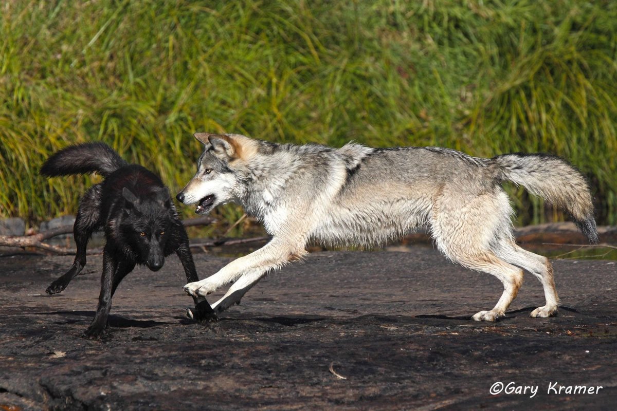 Волчий хвостик