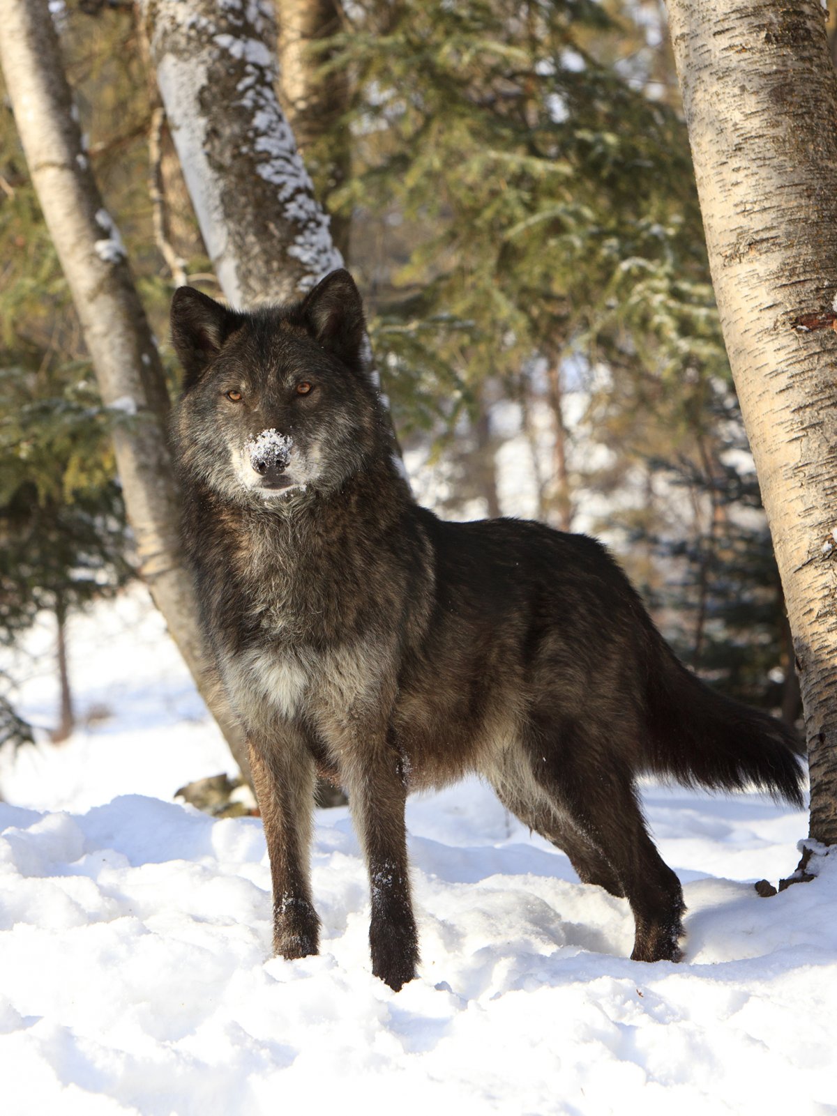 Пушистый хвост лисицы