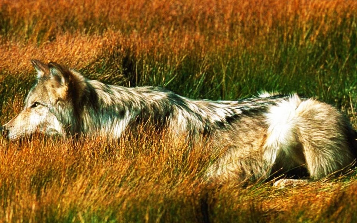 Хвост волка