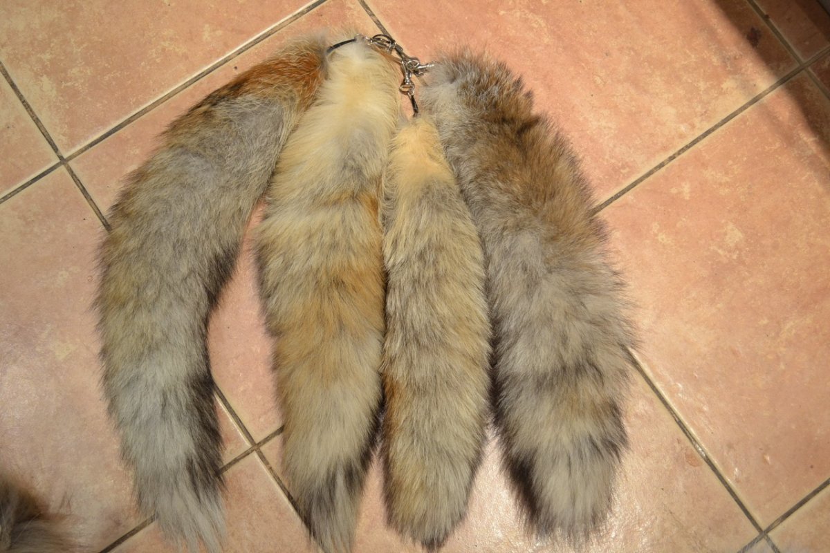 Полярный волк сбоку