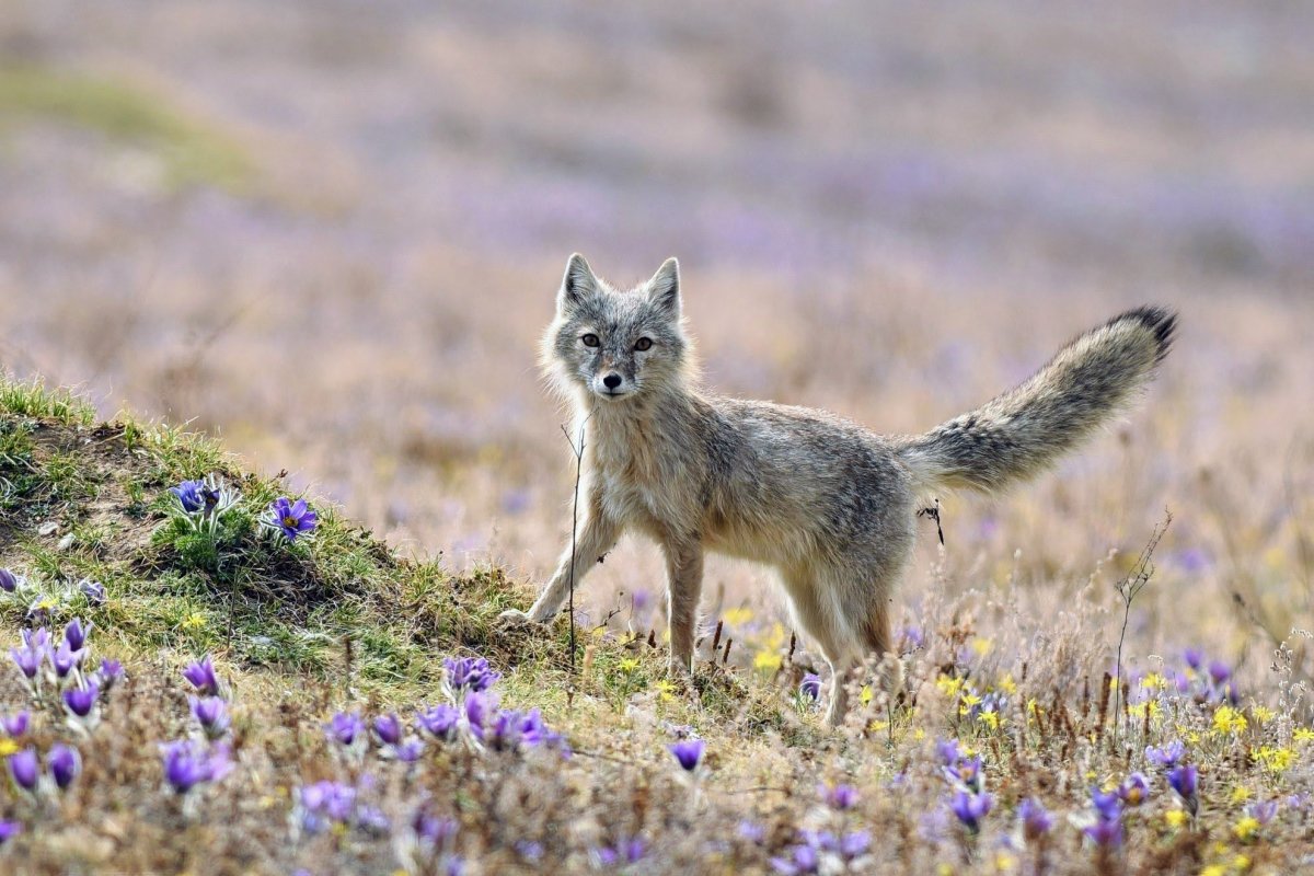 Корсак в степи