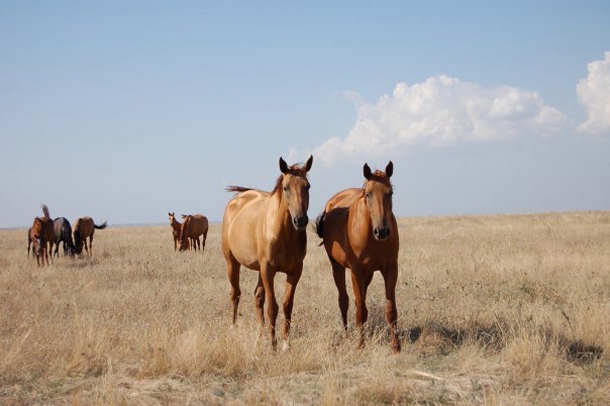 Красота животных Донского края