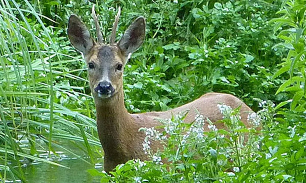 Косули Донского края