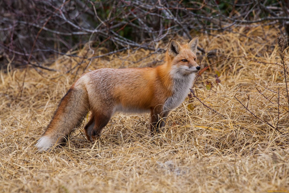 Донская лисица