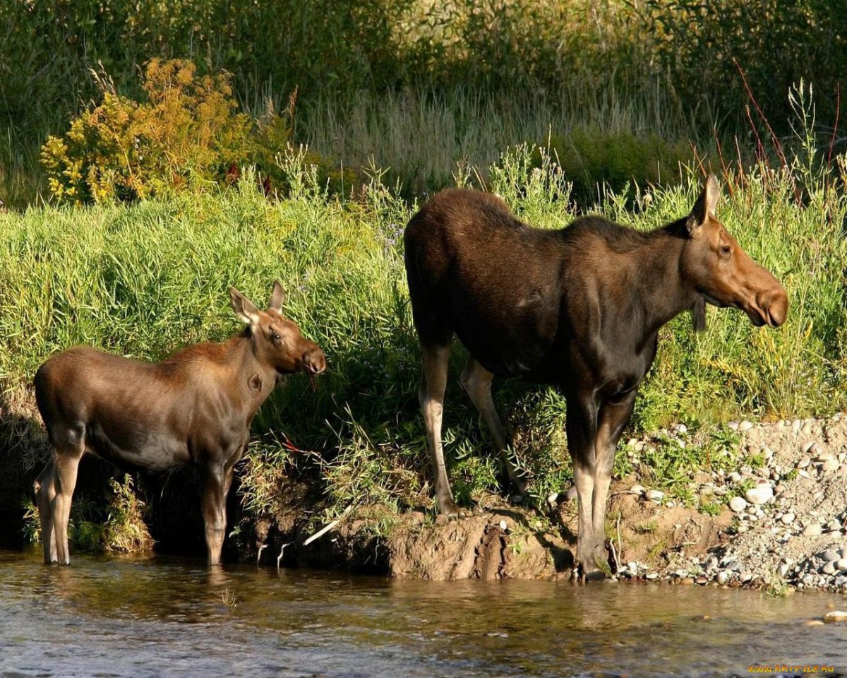 Сохатый Хоперский заповедник