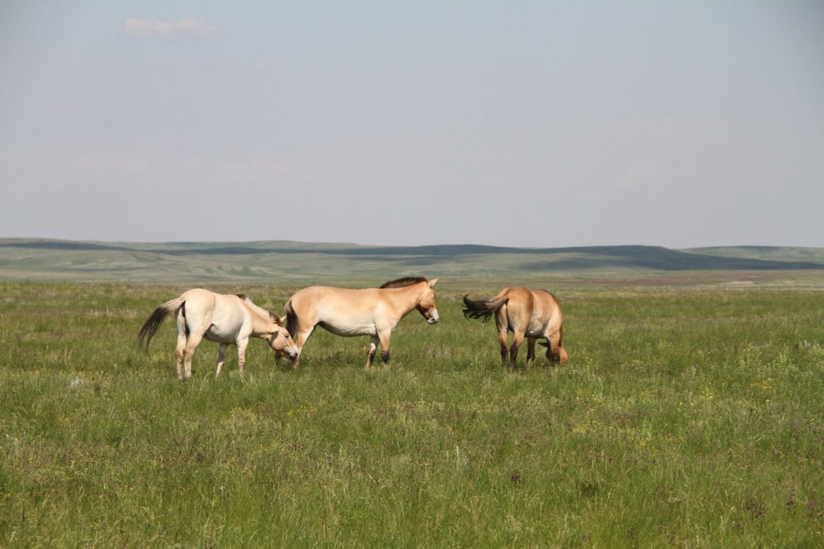 Степь ранней весной животные