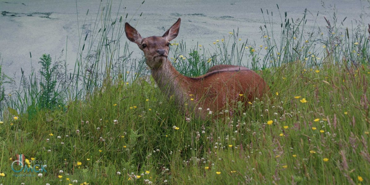 Косуля в Ростовской области