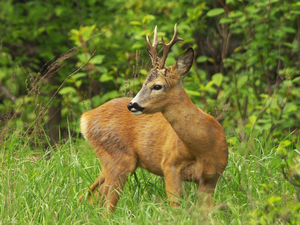 Косуля Крымская
