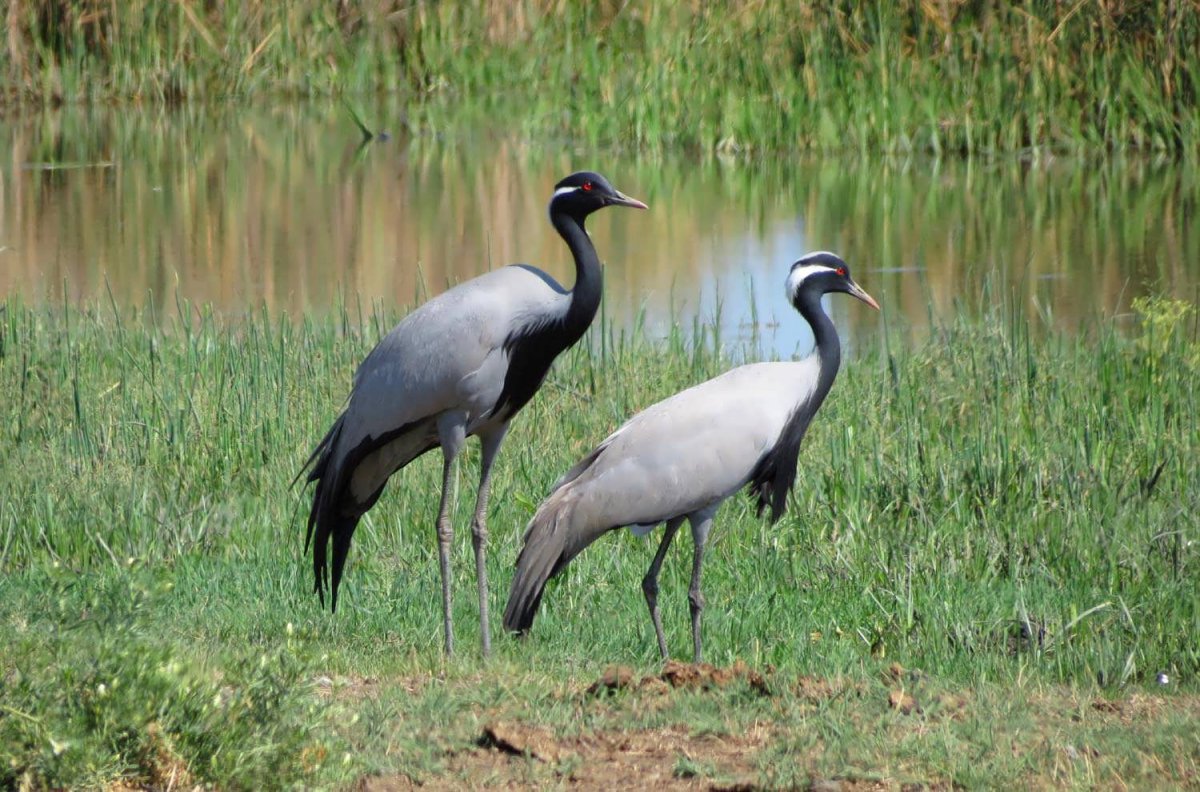 Красавка Забайкальский край