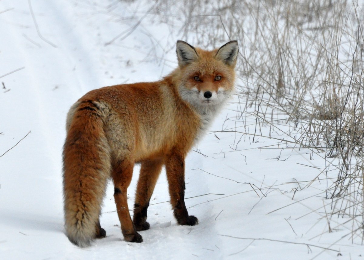 Цимлянский заказник Кучугуры