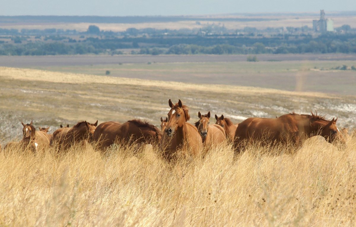 Донские степи Ростовской области